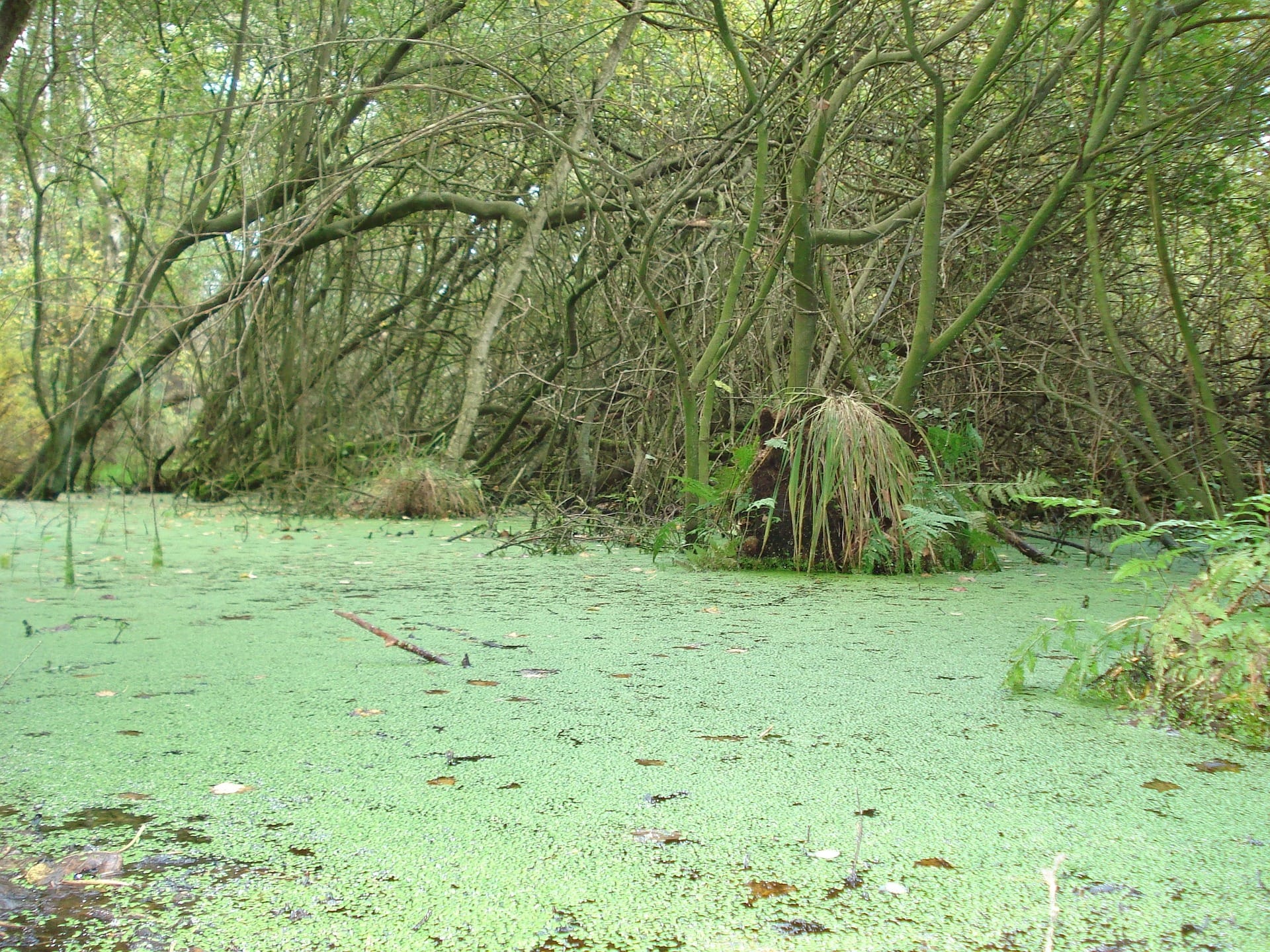 Dive into the Mystique: Exploring the Okefenokee Swamp, Georgia's Enchanting Wilderness